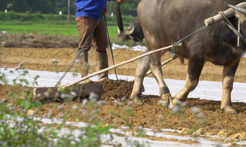 Đánh con gì để đếm tiền thỏa thích khi ngủ mơ thấy cái cày?