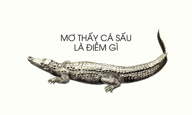  Điềm báo mơ thấy cá sấu