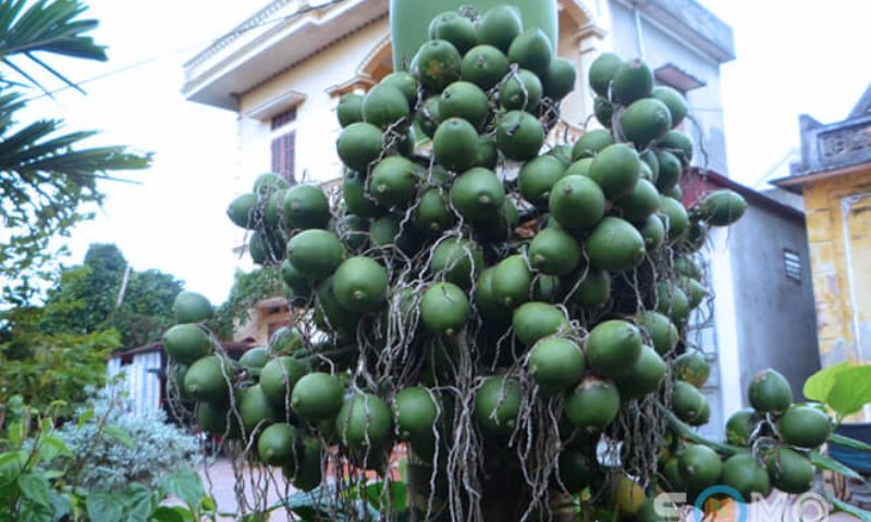 Chiêm bao thấy buồng cau