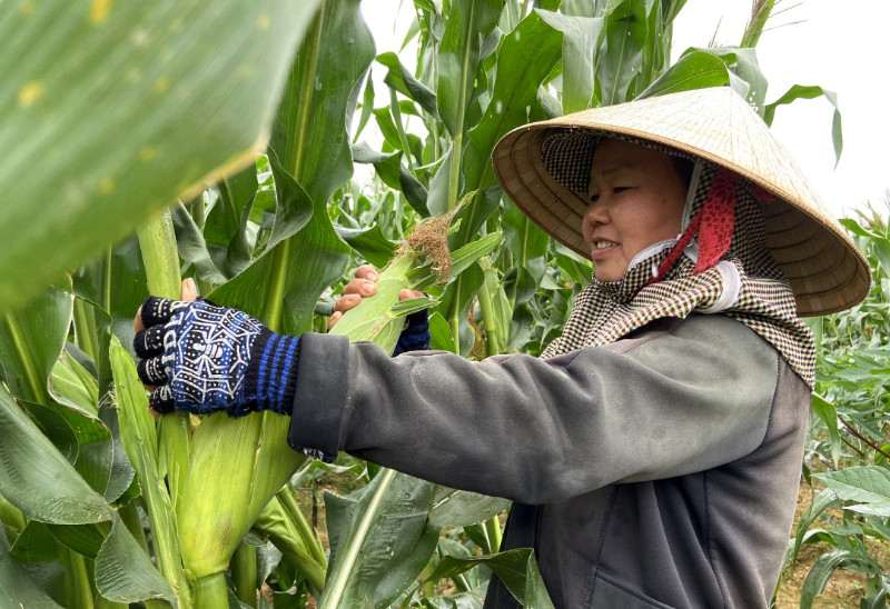 Mơ Thấy Bản Thân Bẻ Ngô Thì Đánh Số Bao Nhiêu?